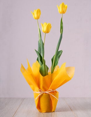 Tulip Plants image