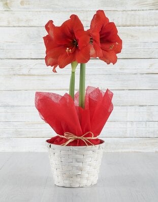 Amaryllis image