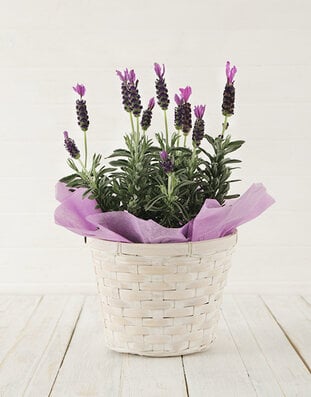 Office Or Desk Plants image