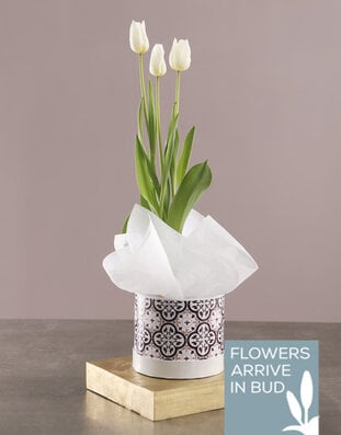 Tulip Plants image